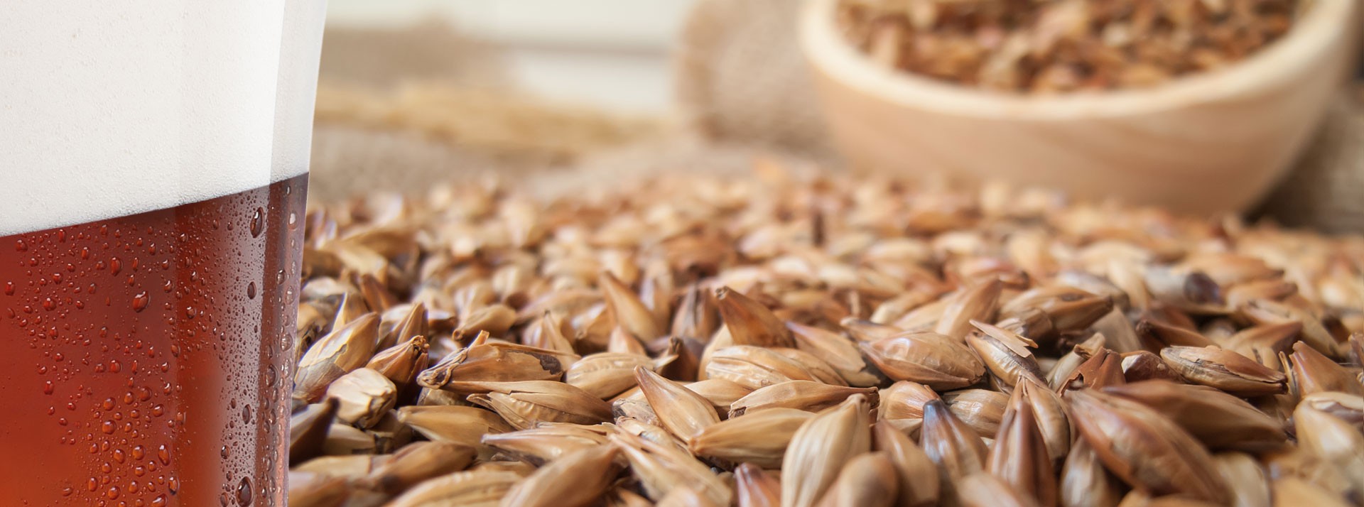 Ein Glas dunkles Bier steht neben einer Schale mit Gerstenkörnern.